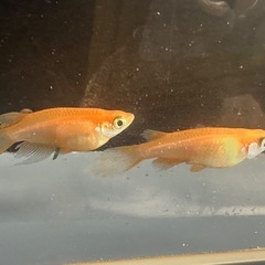 メダカ 松井鰭長紅帝 1ペア＋メス 若魚なりたての画像