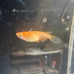 メダカ 松井鰭長紅帝 1ペア＋メス 若魚なりたての画像