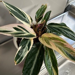 🌿ストロマンテトリオスター🌿の画像