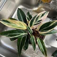 🌿ストロマンテトリオスター🌿の画像