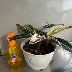 🌿ストロマンテトリオスター🌿の画像
