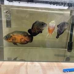 オスカーの画像