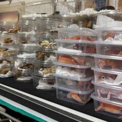 ㉗🦎爬虫類専門ラインオプチャ　　　✨レプリストハチュグル　　　　...