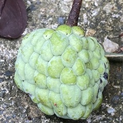 釈迦頭　苗　1の画像