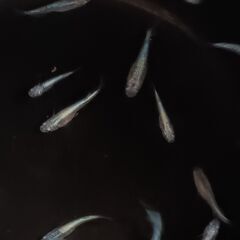 ネプチューン　稚魚～幼魚　９匹　　　　　　　　　　　　　　　　　　　　　　　　　　2025.9.6の画像