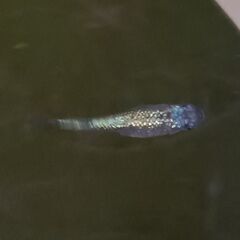 ネプチューン　稚魚～幼魚　９匹　　　　　　　　　　　　　　　　　　　　　　　　　　2025.9.6の画像