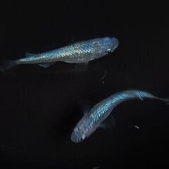 ネプチューン　稚魚～幼魚　９匹　　　　　　　　　　　　　　　　　　　　　　　　　　2025.9.6の画像