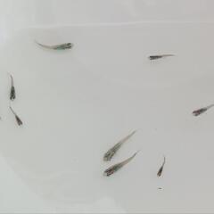 ネプチューン　稚魚～幼魚　９匹　　　　　　　　　　　　　　　　　　　　　　　　　　2025.9.6の画像