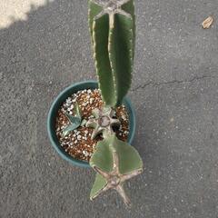 🌵柱サボテン🌵ブランチ仕立て　(途中株）の画像