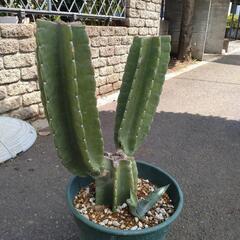 🌵柱サボテン🌵ブランチ仕立て　(途中株）の画像