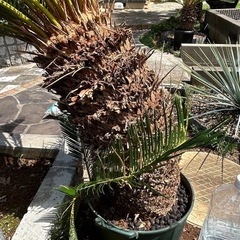 ソテツの画像