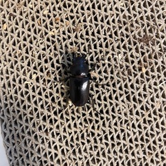 メタリフェルホソアカクワガタ　2ペアの画像