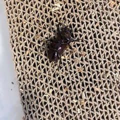 メタリフェルホソアカクワガタ　2ペアの画像