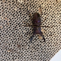 メタリフェルホソアカクワガタ　2ペアの画像