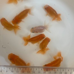 らんちゅう　1匹　3匹　9匹の画像