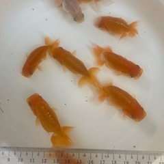 らんちゅう　1匹　3匹　9匹の画像