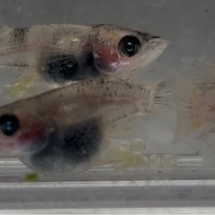 1セットのみ　和墨リアルロングフィンメダカ　めだか　だるま体型　７匹　雄雌　産卵中の画像