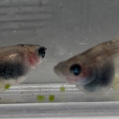 1セットのみ　和墨リアルロングフィンメダカ　めだか　だるま体型　７匹　雄雌　産卵中の画像