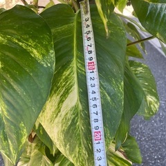 観葉植物　ポトスゴールデン　高さ１６０センチの画像