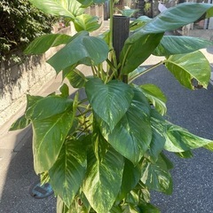 観葉植物　ポトスゴールデン　高さ１６０センチの画像