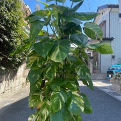 観葉植物　ポトスゴールデン　高さ１６０センチの画像