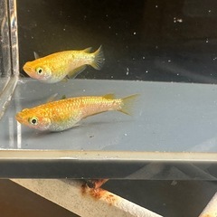 メダカ 蜜柑🍊1ペア＋メスの画像