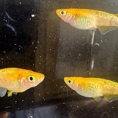 メダカ 蜜柑🍊1ペア＋メスの画像
