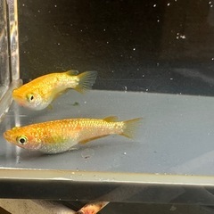メダカ 蜜柑🍊1ペア＋メスの画像