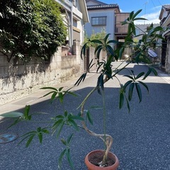 観葉植物　アンガスティ・フォリア　高さ１１０センチ の画像