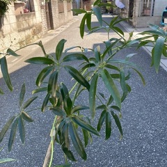 観葉植物　アンガスティ・フォリア　高さ１１０センチ の画像