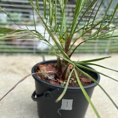 ヤシの木　ココスヤシ　①の画像