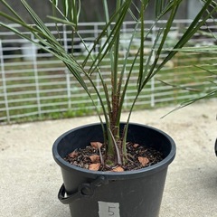 ヤシの木　ココスヤシ　⑤の画像