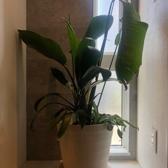 大きいサイズの観葉植物　寄せ植えの画像