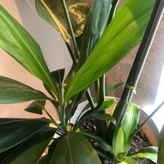 大きいサイズの観葉植物　寄せ植えの画像