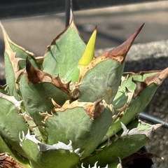 アガベ　チタノタの画像