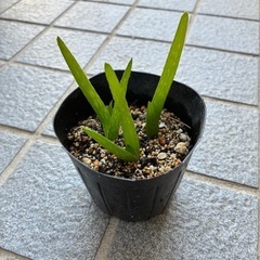 アロエベラ (子苗)の画像