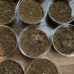ニジイロクワガタ　初齡〜2齢幼虫の画像