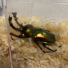 ニジイロクワガタ　初齡〜2齢幼虫の画像