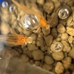 来光　メダカ稚魚5匹の画像