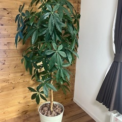 観葉植物　フェイクグリーンの画像