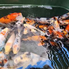 錦鯉　まとめて1000円の画像