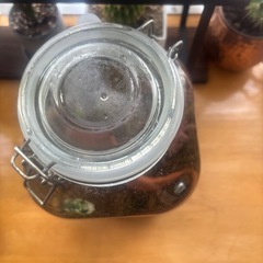 ボトルアクアリウムの画像