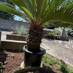 ソテツ
の画像