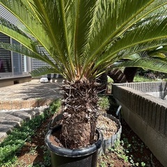 ソテツ
の画像