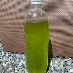 タイリクミジンコ！メダカの餌などに！の画像