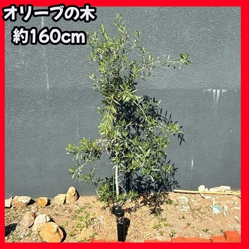 オリーブの木 約160cm オリーブ 苗木 植木 ガーデニング ドライガーデン