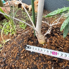 オリーブの木 約160cm オリーブ 苗木 植木 ガーデニング ドライガーデンの画像