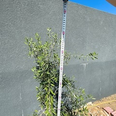 オリーブの木 約160cm オリーブ 苗木 植木 ガーデニング ドライガーデンの画像