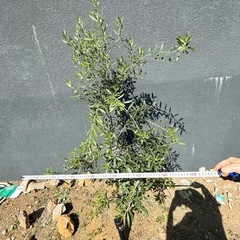 オリーブの木 約160cm オリーブ 苗木 植木 ガーデニング ドライガーデンの画像