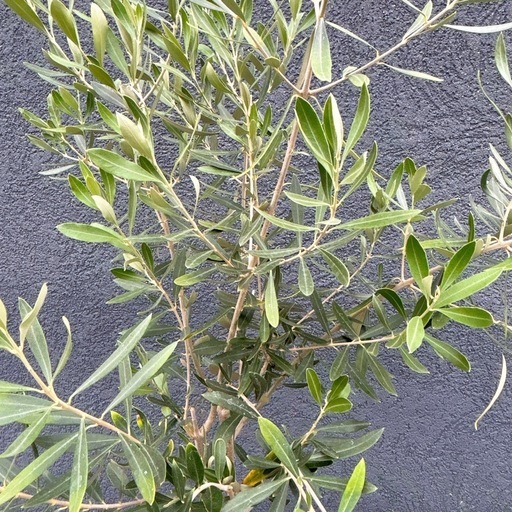 オリーブの木 約160cm オリーブ 苗木 植木 ガーデニング ドライガーデン